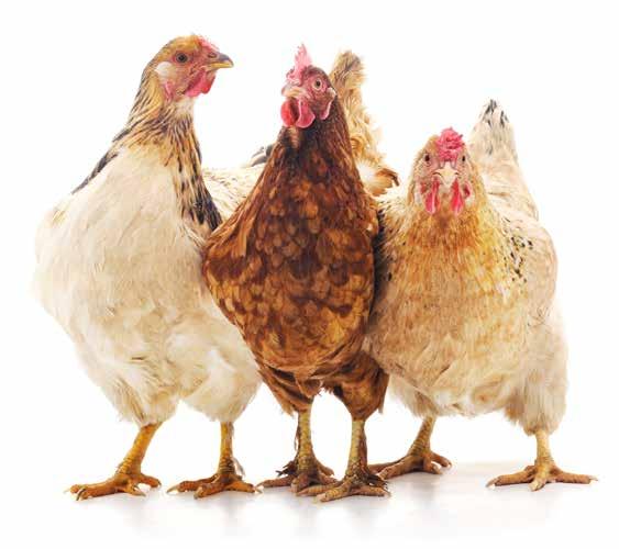 INNEHÅLLSFÖRTECKNING Inledning 3 Bakgrund: lagen, produktionen & konsumtionen 4 Granskning: ägg i sammansatta produkter 9 Hälsolarm och antibiotikaresistens 13