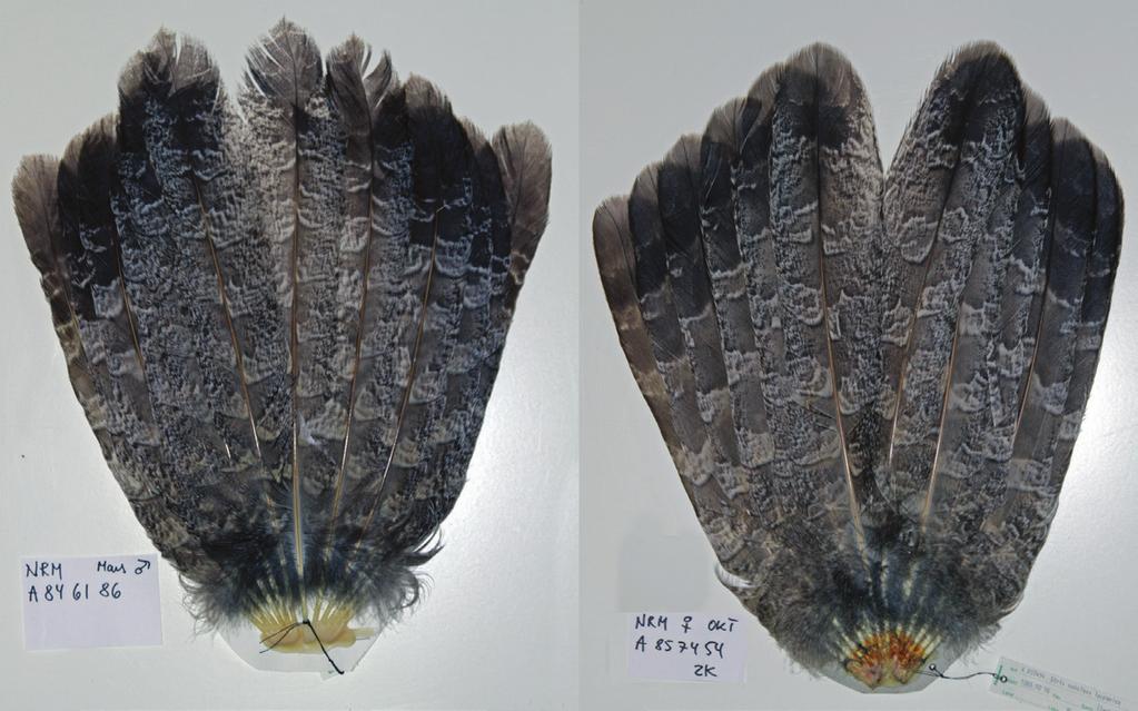 Figure 1. Tail of young Great Grey Owl in age category 1CY 2CYs (left), showing typical juvenile feathers, compared to a tail of a bird that has moulted once (2CYa; right).