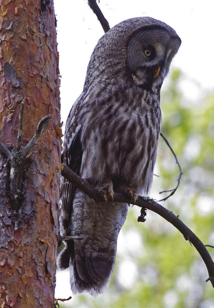 Table 2. Great Grey Owl reports by month from Sweden 2012, as revealed by downloads from the national Species Archive on 16 November 2012 and 7 January 2013. Based on openly accessible reports only.