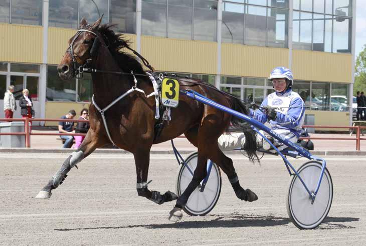 månadens häst januari2018 Tina Gel Foto: Hanold/Foto-Mike Foto:Fredric Gustafsson/Foto-Mike Sto 5 år e. Orlando Vici (Fr) u. Lady Mirabelle ue.