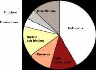 INTRODUKTION The Swedish Human Proteome Resource (HPR) är ett projekt som syftar till att utifrån HUGO-projektet (Human Genome Organistion), beskriva funktion och distribution för alla humana