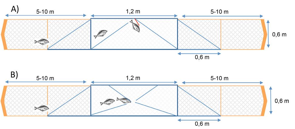 Aqua reports 2018:4 Figur 10.2.2. A) Schematisk bild över modell A. Fisken leds längs ledarmen in mot buren och simmar sedan uppåt mot burtaket där öppningen är.