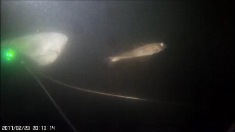 Aqua reports 2018:4 Figur 15.3.1. Stativ med monterad kamera som filmar en betespåse och en lampa. En vitling syns framför kameran. Figur 15.3.2. Stativ med monterad kamera som filmar en betespåse och en lampa. En knubbsäl syns framför kameran.