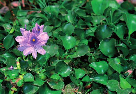 Den inplanterade vattenhyacinten (Eichornia azurea) kan man finna i stillastående vattensamlingar i Lurinfloden