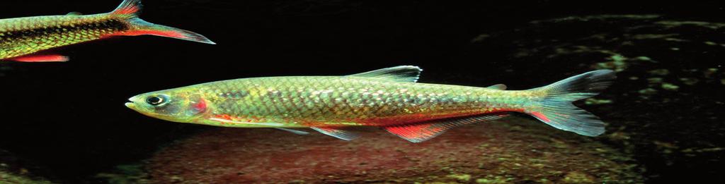 När tetran Bryconamericus peruanus är i lekstämning visar den upp rödaktiga fenor och buk. Tetran Bryconamericus peruanus är en vanlig stimfisk i Limas kustområde.