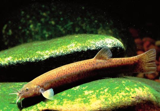 Som vuxen är malen Trichomycterus punctulatus