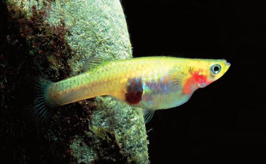 Västlig moskitfisk-hanar (Gambusia affinis) känns igen på