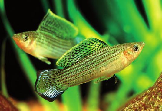 Färgrann platyhane (Xiphophorus maculatus) från
