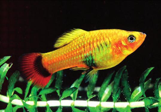 Platyn (Xiphophorus maculatus) i Lima härstammar troligen