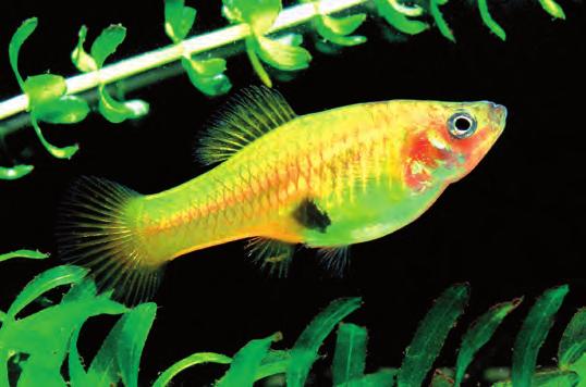 Segelfensmolly-hanar (Poecilia velifera) imponerar på