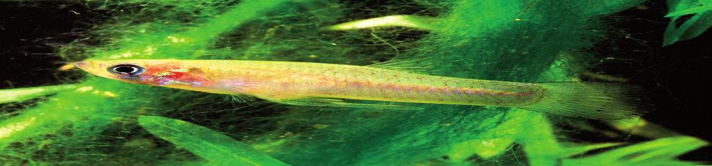 maculatus).