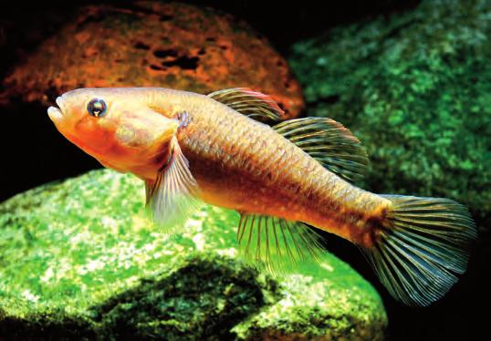 Ungdjur av sömngoby (Dormitator latifrons),