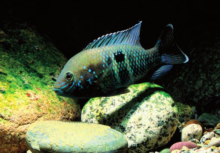 När man vandrar längs vattenlinjen i Pantanos de Villa-reservatet ser man ganska mycket fisk. Tyvärr är det främst guppy, segelfensmolly och tilapia.