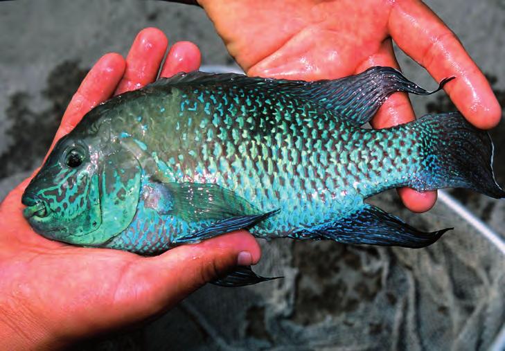 bimaculata samt guppy, sömngoby och silversömciklid. På tre till fyra timmar fångade Lüling mellan 700 och 800 silversömciklider som sedan exporterades till USA.