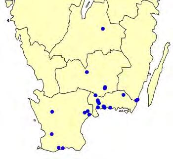 Klotigelknopp i Småland Åke Widgren Klotigelknopp Sparganium erectum ssp. oocarpum är en underart av storigelknopp S. erectum, vars status och utbredning i landet länge varit mycket bristfälligt känd.