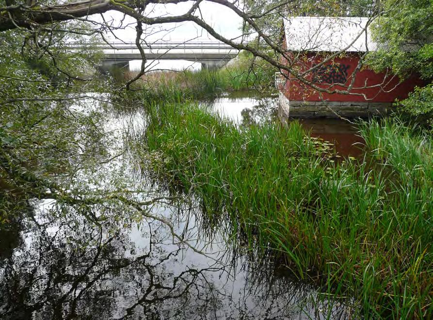 Bild 2. Bestånd av klotigelknopp i Bräkneån uppströms sjön Tiken, vid Tingsryd. Foto Åke Widgren. beräkning omöjlig. Samtliga smålandslokaler ingår i floraväkteriet.