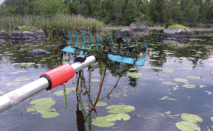 Fynd av sjönajas i Vederslövssjön i södra Småland Tina Kyrkander Vid en inventering angående miljöövervakning av makrofyter i skyddade områden i Kronobergs län den 23 augusti 2014, gjorde jag ett