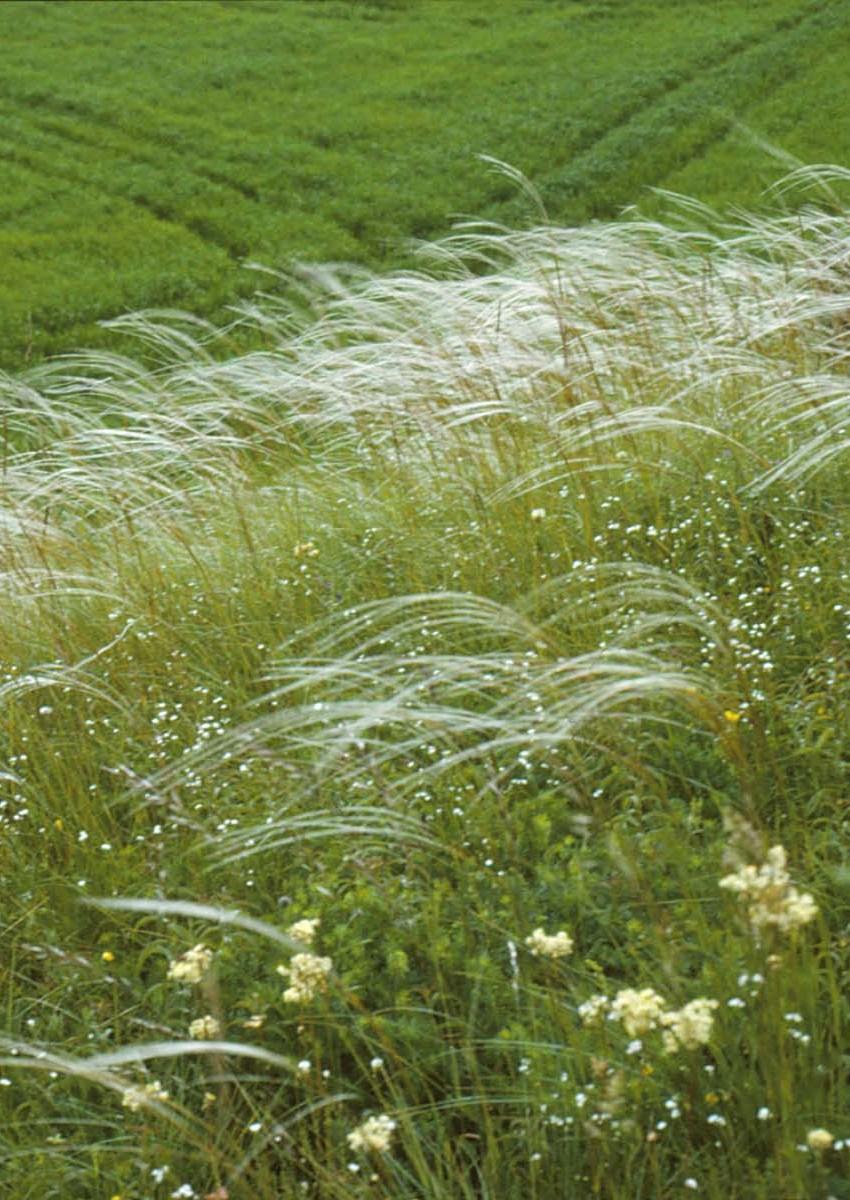 Calluna