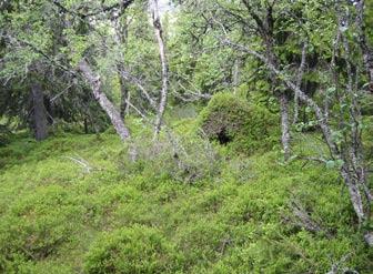 Navardalens läge i ett annars hårt brukat skogslandskap samt dess storlek och brutna topografi ger utomordentliga förutsättningar att komplettera nätverket Natura 2000 med ett ur landskapsperspektiv