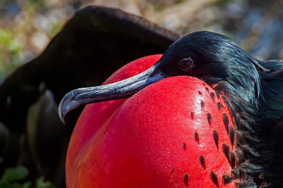 Dag 11: Galapagos öarna. Idag kommer vi till ön Florena. Denna ö var den första kolonin i området och från 1700 talet och framåt besöktes den ofta av skepp.