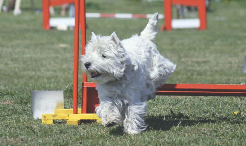 Agility Agility - en härlig aktivitet Agility handlar om att på kortast möjliga tid och utan fel eller vägringar ta sig igenom en hinderbana.