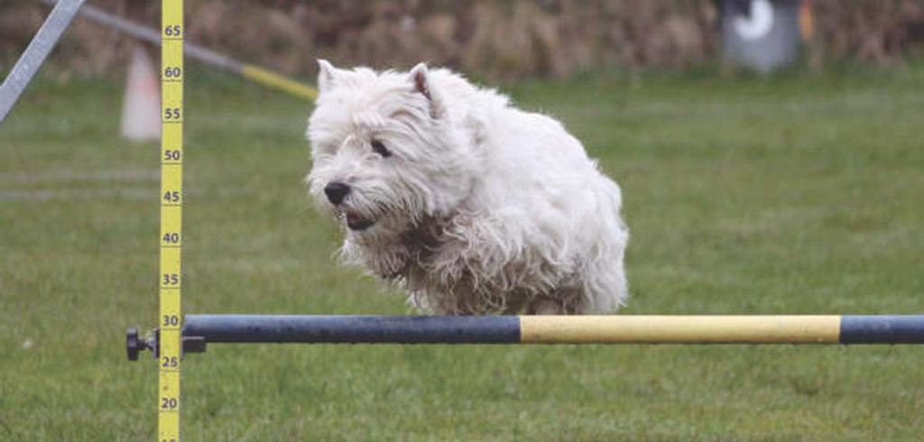 Agility är roligt för alla, och när det är som bäst är det också en uppvisning i avancerat samarbete. Agility är en modern och publikfriande Westie i full agilityfart.
