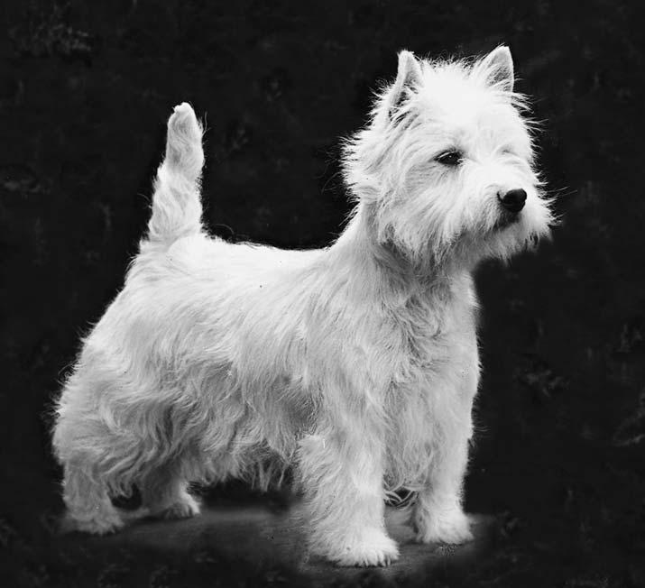 WestieAlliansen Rasspecial WEST HIGHLAND WHITE TERRIER WestieAlliansen förebild: AM CH GB CH Wolvey Piquet of Clairdale.