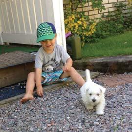 Familjehund