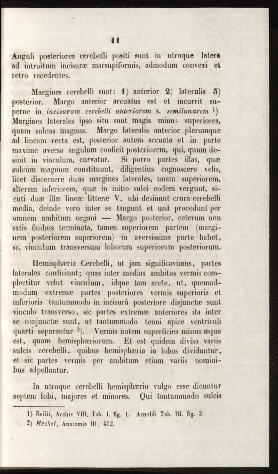 Anguli posteriores cerebelli positi sunt in utroque latere ad introitum incisurae marsupiformis, admodum convexi et retro recedentes. Margines cerebelli sunt: 1) anterior 2) lateralis 3) posterior.