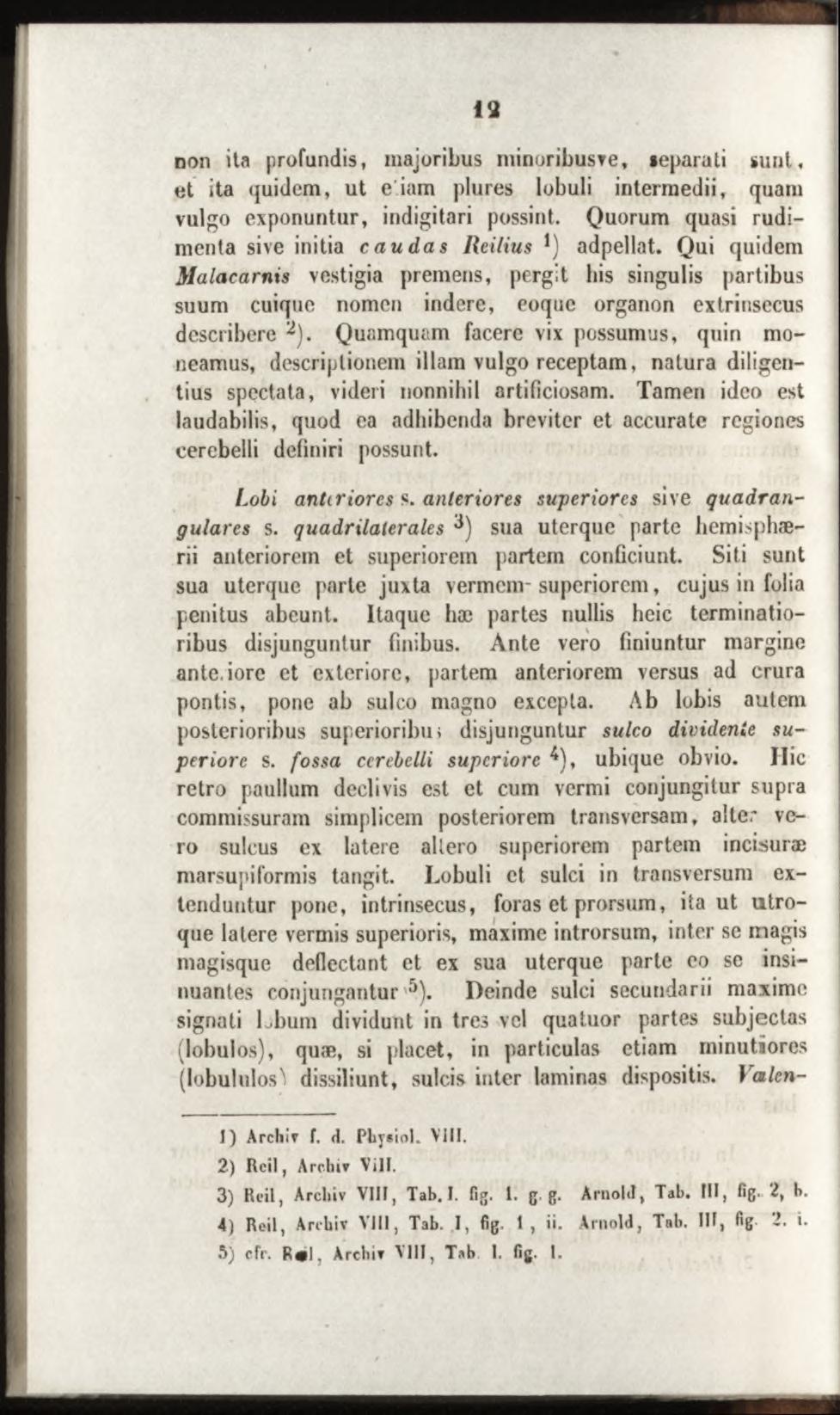 non ita profundis, majoribus minoribusve, «eparati sunt, et ita quidem, ut e iam plures lobuli intermedii, quam vulgo exponuntur, indigitari possint.