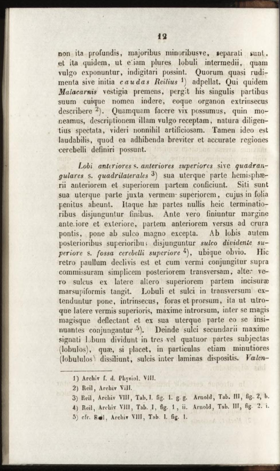 non ita profundis, majoribus minoribusve, «eparati sunt, et ita quidem, ut e iam plures lobuli intermedii, quam vulgo exponuntur, indigitari possint.