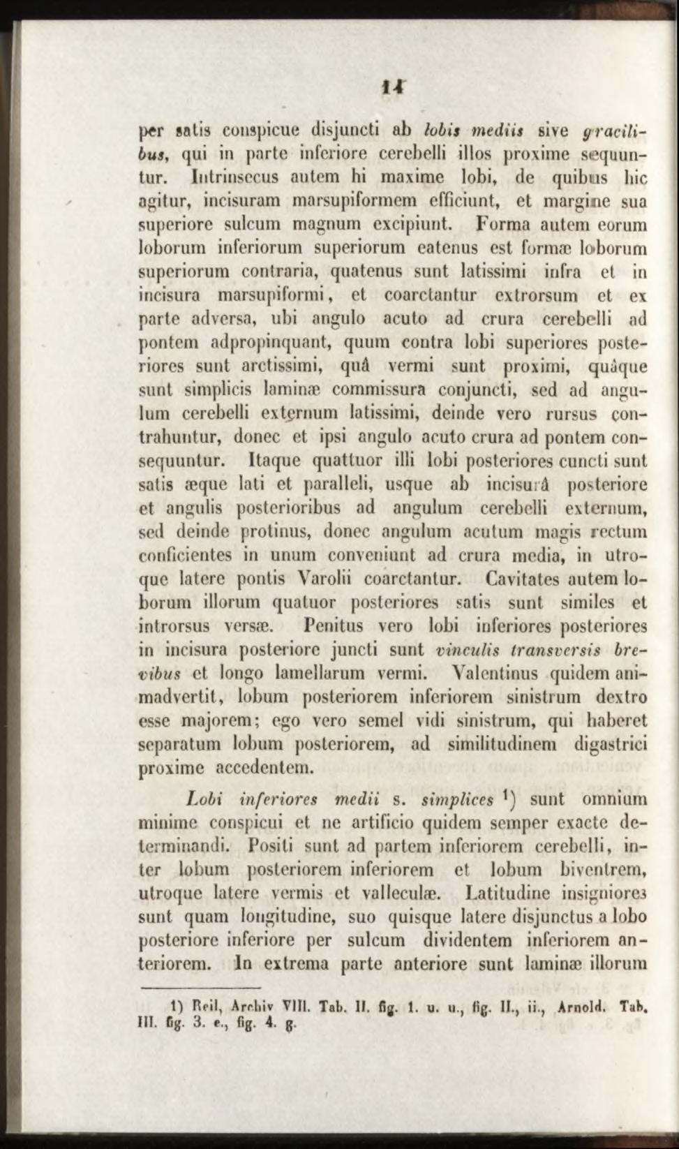 per satis conspicue disjuncti ab lobis m ediis sive y r a c ilibus, qui in parte inferiore cerebelli illos proxime sequuntur.