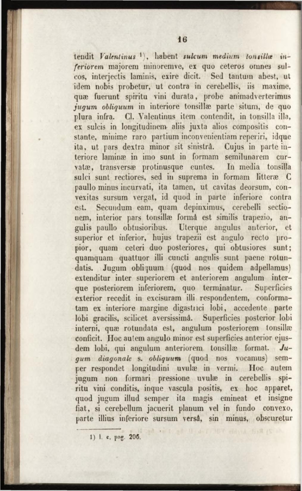 tendit Valentinus *), habent sulcum m edium tonsilla in - feriorem majorem minarem ve, ex quo ceteros omnes sulcos, interjectis laminis, exire dicit.