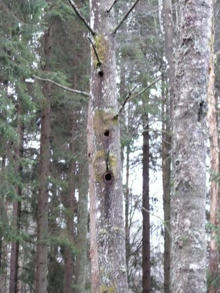 Övergripande mål Skogens biologiska mångfald såväl som utrymme för rekreation, friluftsliv, natur- och kulturupplevelser samt grön rehabilitering och turism ska upprätthållas och utvecklas.