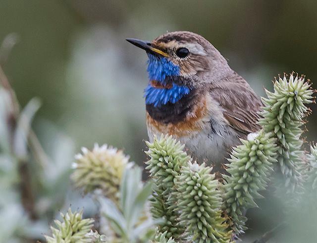 Längre resor 2018: Västra Italien (Toscana). Lördag-lördag, 5 maj - 12 maj 2018. Vi upplever Italiens fågelliv, natur, mat och kultur. Anmälningsavgift 1000 kr, resten betalas 60 dagar innan resan.