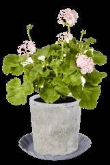 17 90 79 90 Pelargonia zonale Ø 10,5 cm.