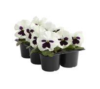 Stor- och småblommiga. Fina i samplantering i rabatt eller kruka. Penséer 10-pack.