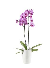 129:- 149:- Garderobsblomma Ø 17 cm, 65 cm hög.