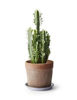 199:- 299:- 249:- 2FÖR 400:- 249/st Trekantseuforbia mix Ø 17 cm, 40 cm hög.
