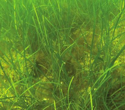 Särskilt skyddsvärda arter och habitat Ålgräsängar utgör ett viktigt habitat för flera djurarter, och grunda vegetationsklädda vikar är viktiga lek- och uppväxtmiljöer för kustlekande fisk.