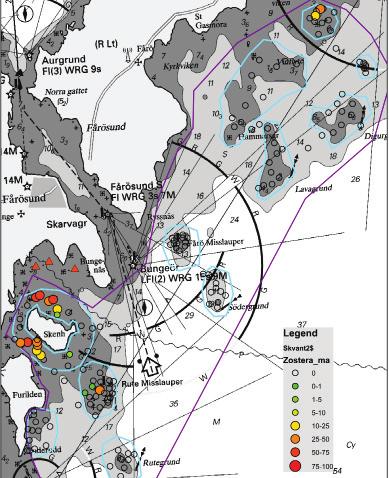 De exponerade delområden som hyser mycket blåmusslor, såsom Fårö Misslauper, grundet NE Digergrund, Lavagrund, Södergrund och Rute grund skulle därför kunna räknas som extra skyddsvärda.