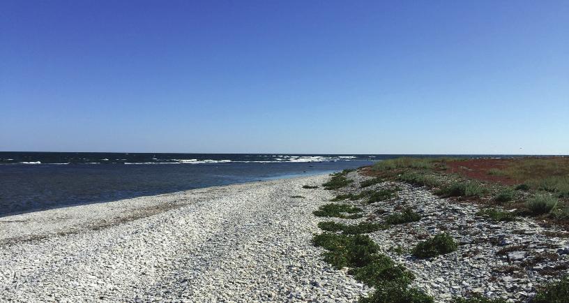 Sammanfattning På uppdrag av Länsstyrelsen i Gotlands län inventerades under perioden 19-26 augusti 2015 marina naturvärden i två kustområden utanför östra Gotland.