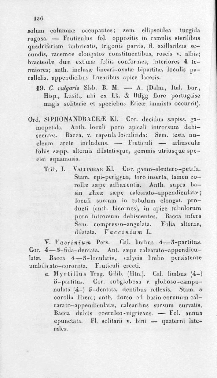 130 solum coluniuae occupanlcs; scm. ellipsoulea turgida rugosa. Fruliculus fol. oppositis in ramulis sleribbus cruadrifariam imbricatis, trigonis parvis, fl.