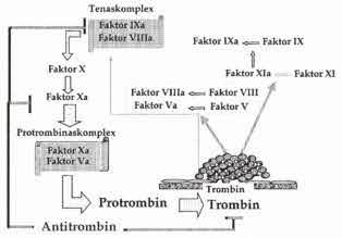 HEMOSTASMEKANISMER Figur 3. Koagulationens förstärkningsfas. Det trombin som genererats under inledningsfasen aktiverar koagulationsfaktorerna XI, VIII och V.