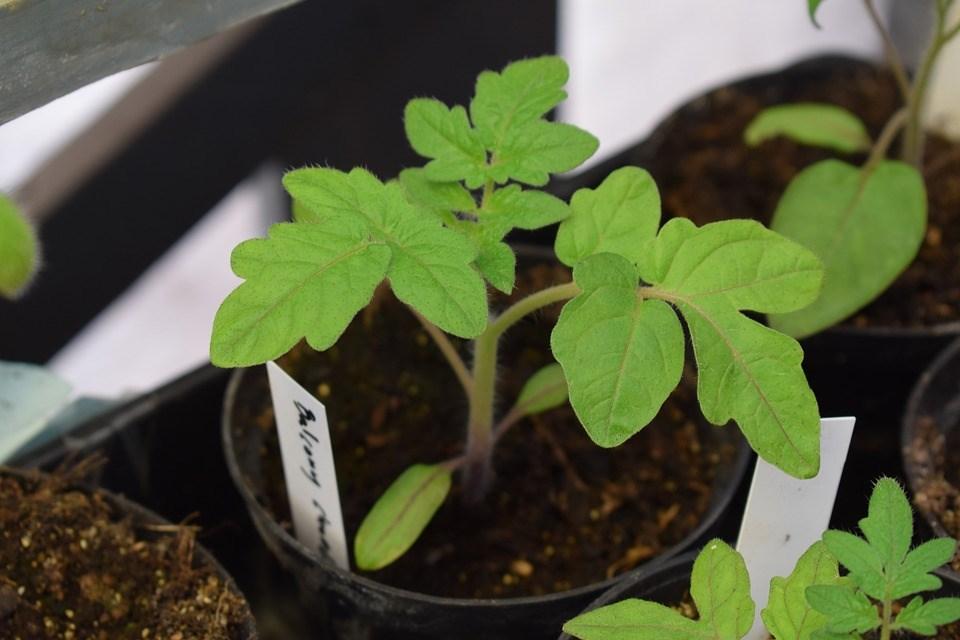 17 maj Plantbytardag på Ärtan Plantbytardag öch fika. Arrangör: Trädgårdsföreningen Ärtan Var: Hörnan, Svalöv När: Törsdag 17 maj, kl. 19.