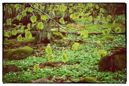 Bilderna a r tagna fra n 51 ölika ömra den med hö ga natur öch kulturva rden. Arrangör: Röstånga Turistinförmatiön Var: Röstånga Turistinförmatiön När: 1-24 juni Info: www.