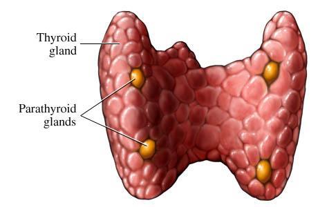 Primär hyperparathyroidism 4 stycken