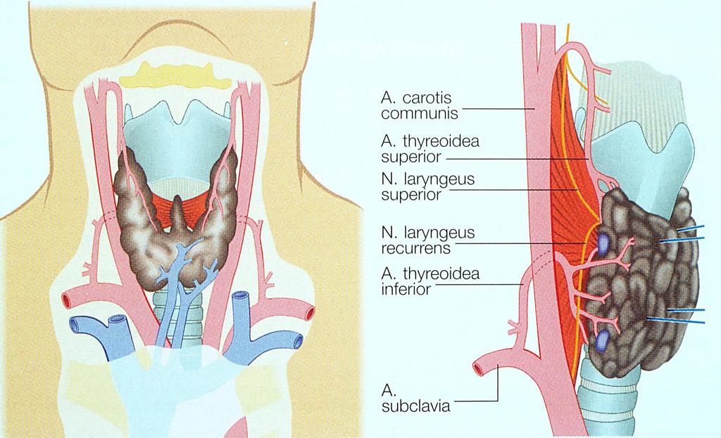 THYROIDEA