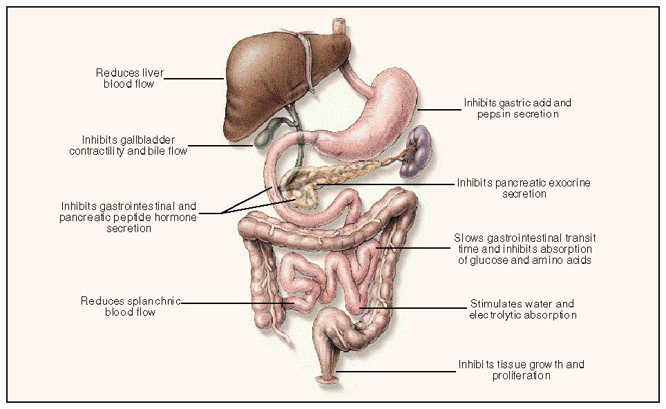 Somatostatin