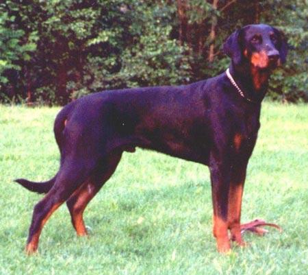 DOBFANCIER S PEZTER S 14584/92h född: 1992-01-21 e: SUCh SBCh Korad Folkare s Chester In Charge S 27458/88 u: SBCH Korad Dobfancier s Minix Baronessa S 53304/84h Uppfödare: T Eriksson o L Löfman,